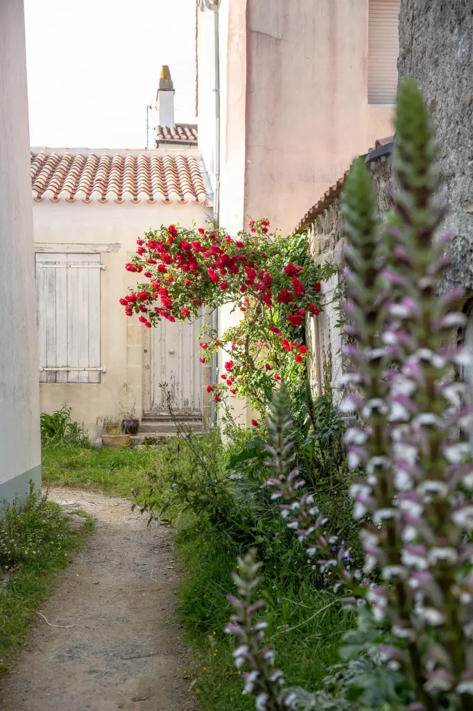 Venelle fleurie de roses dans le quartier du Banzeau