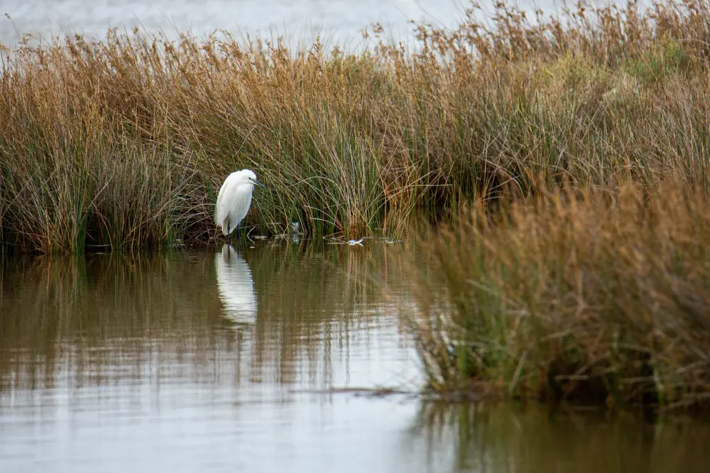 Aigrette garzette dans un polder