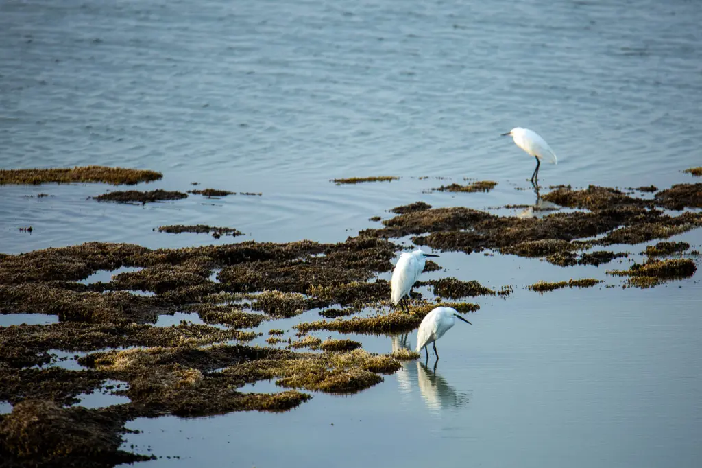 aigrette-garzette-polder-sebastopol