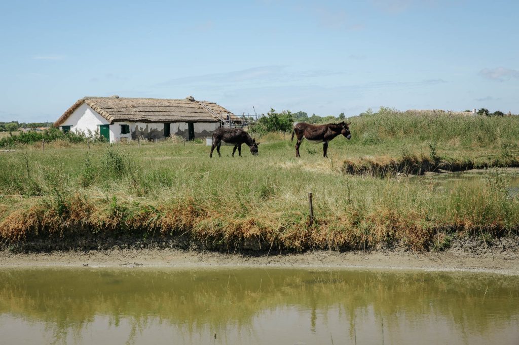 Bourrine dans les marais du Daviaud