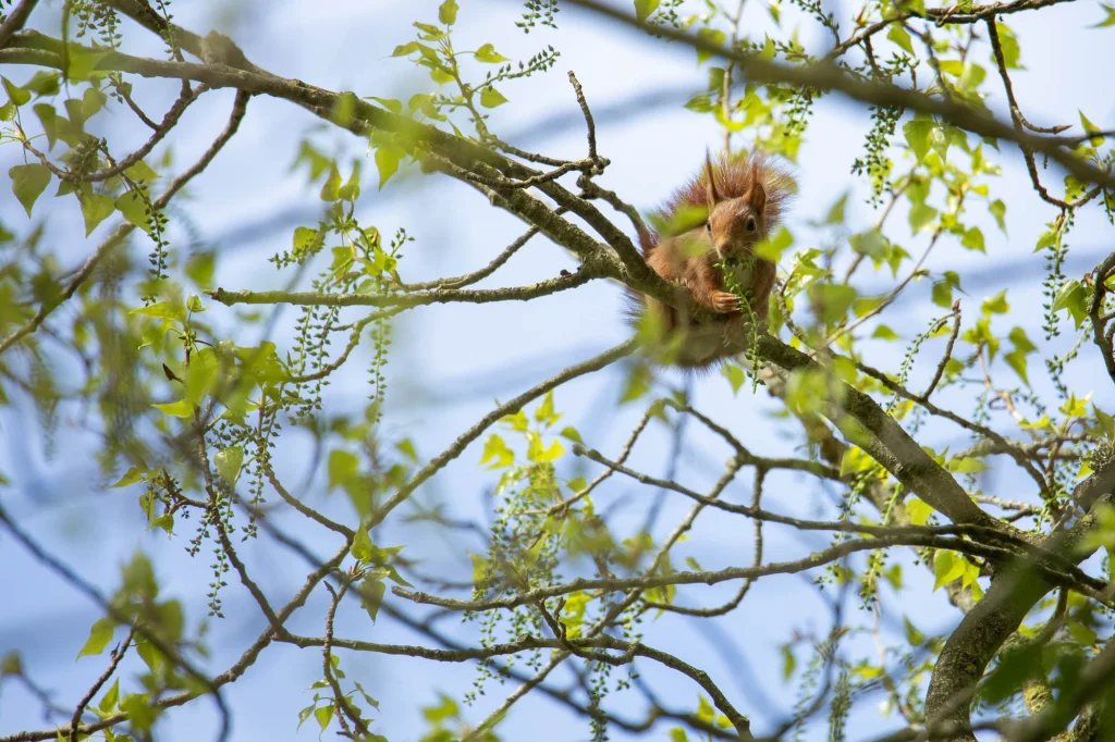 écureuil dans un arbre