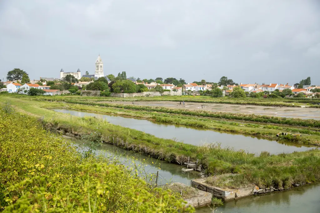 Le marais de Mullenbourg vert au printemps