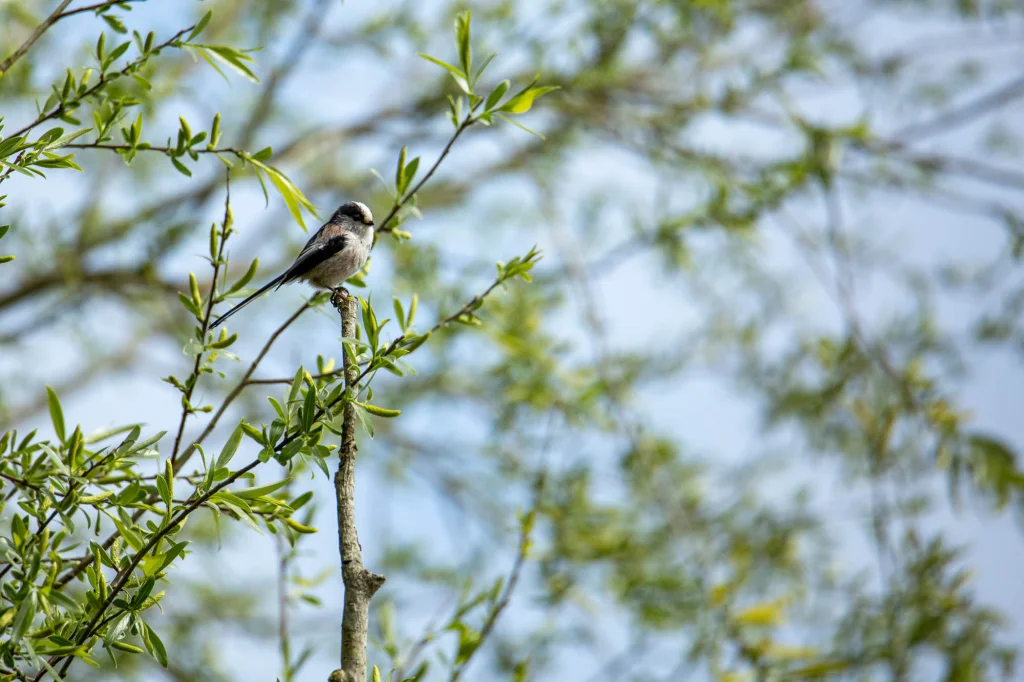 Orite longue queue dans un arbre