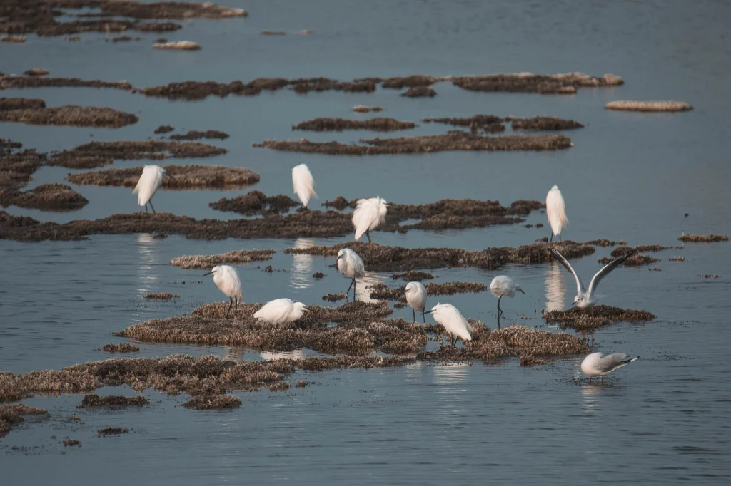 Aigrettes garzettes dans le polder de Sébastopol