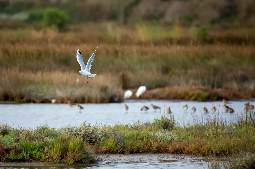 Mouette survolant le polder de Sebastopol