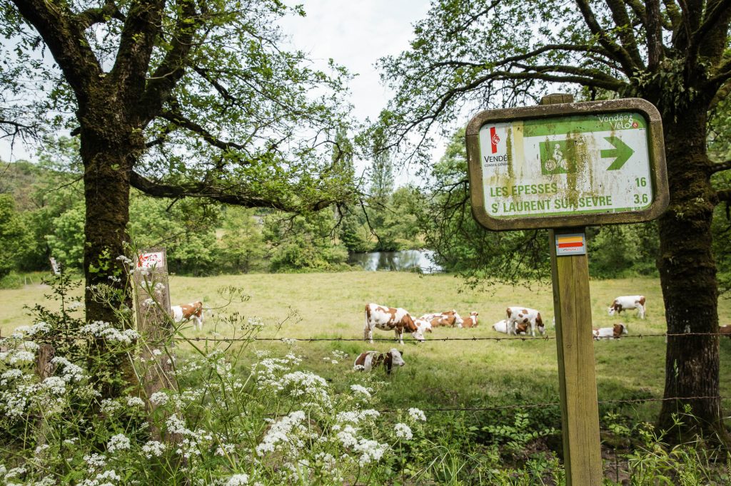 Vache du bocage près de la piste cyclable