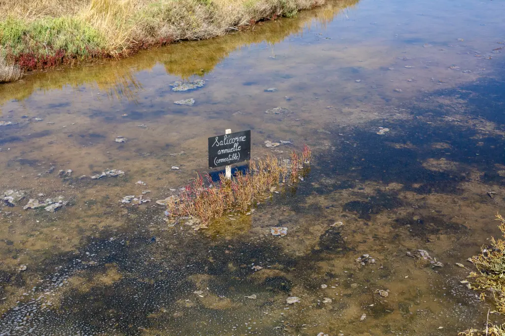 Pousses de salicorne dans les marais de Noirmoutier